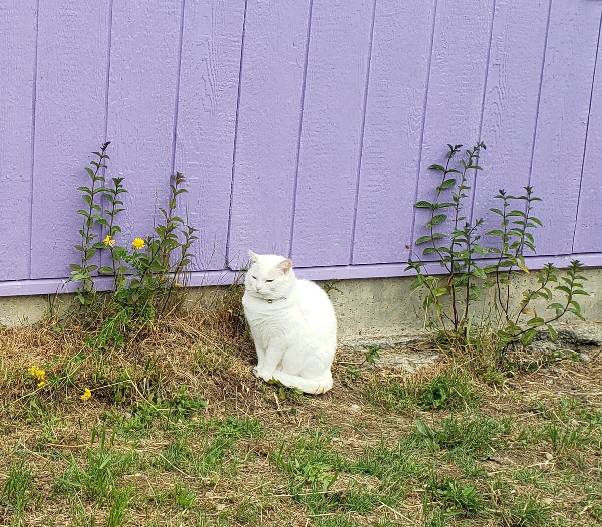 Чилийский кот-"копилка"