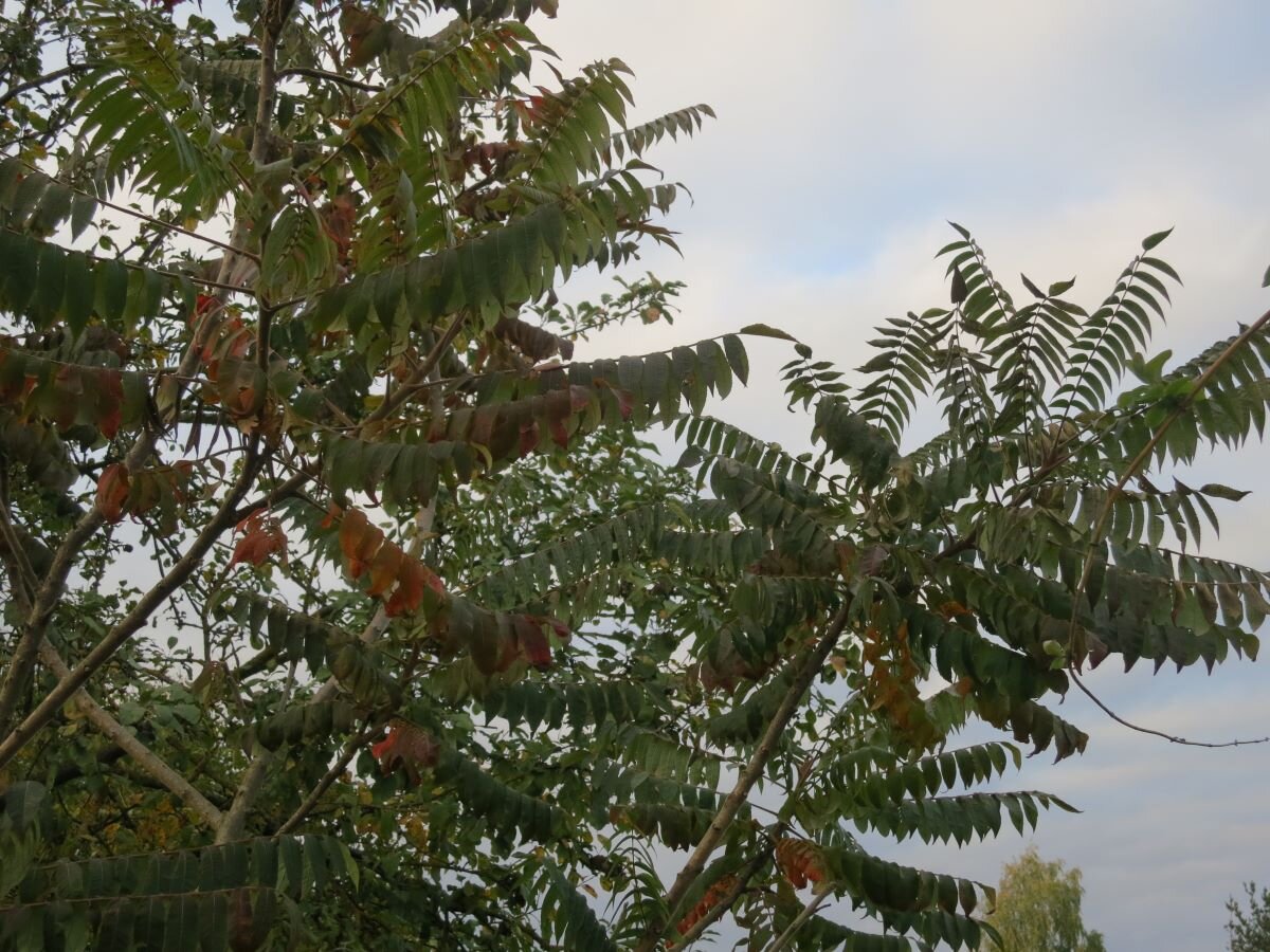 Уксусное дерево фото и описание вред. Ailanthus altissima Айлант высочайший. Айлант медонос дерево. Ailanthus altissima растение. Айлант в Геленджике.