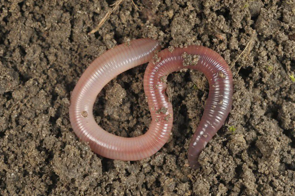 Про дождевого червя. Малощетинковые олигохеты. Червь Земляной (Lumbricus terrestris). Кольчатые черви олигохеты. Малощетинковые кольчатые черви.