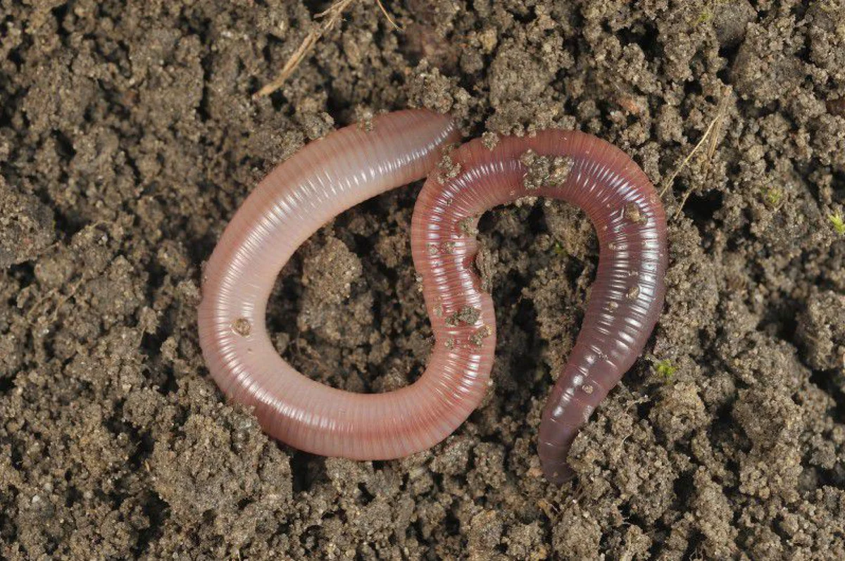 Малощетинковые олигохеты. Червь Земляной (Lumbricus terrestris). Кольчатые черви олигохеты. Малощетинковые кольчатые черви. Первые кольчатые черви