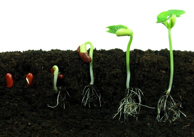 Какие условия необходимы семенам для прорастания?