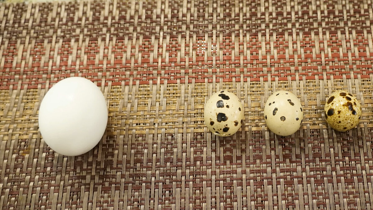 Перепелиные яйца весят в 5 раз меньше средних куриных, но такие же питательные.  Они стоят дороже, поэтому не так популярны.-2
