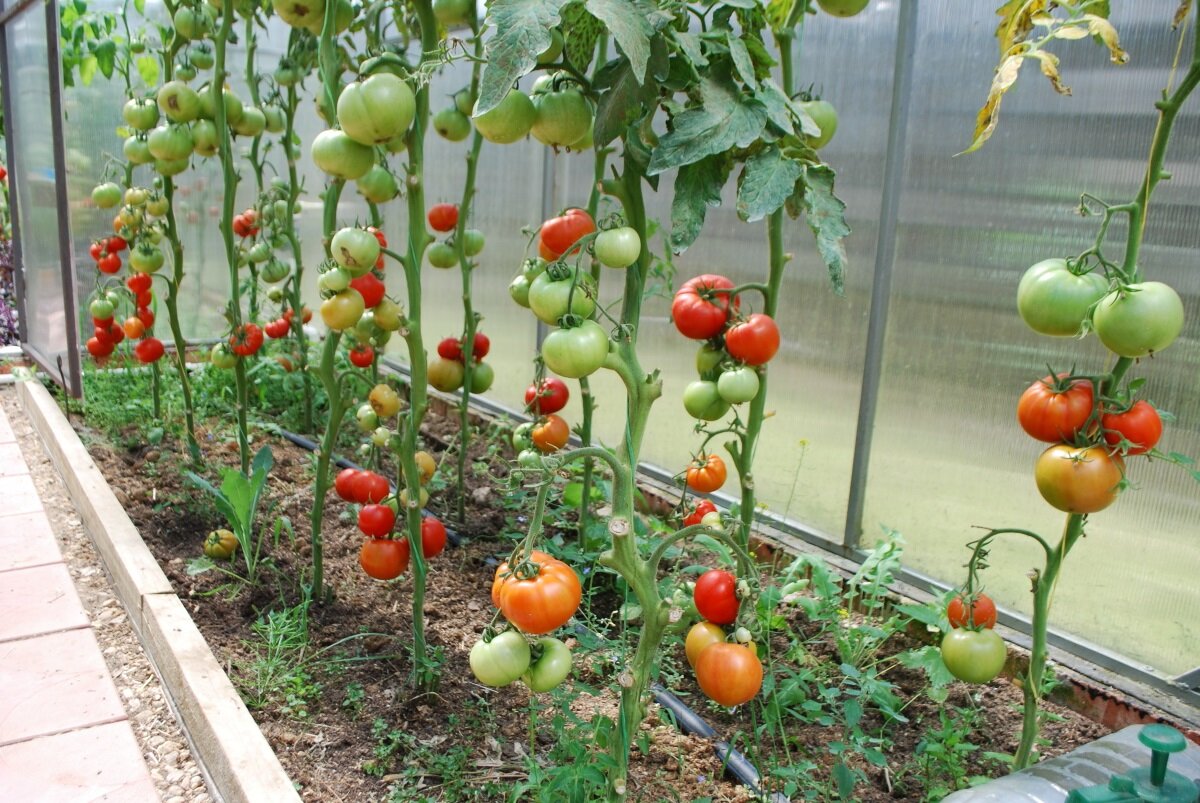Простая схема пасынкования помидоров