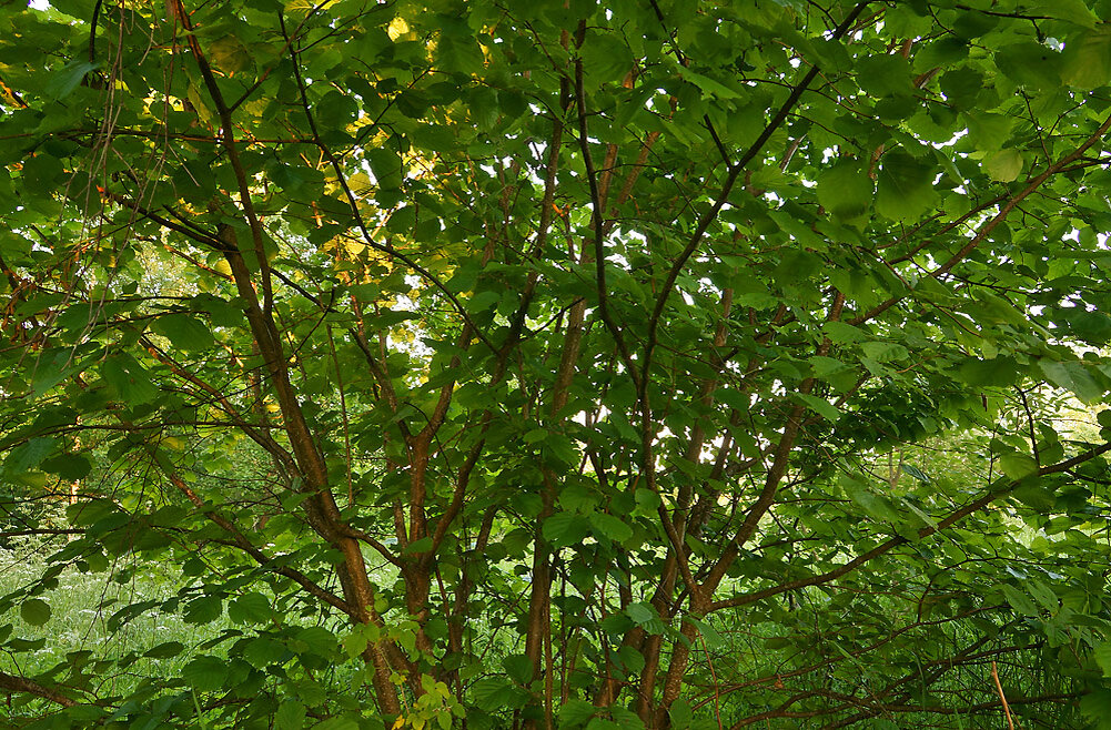 Орешник, фото автора