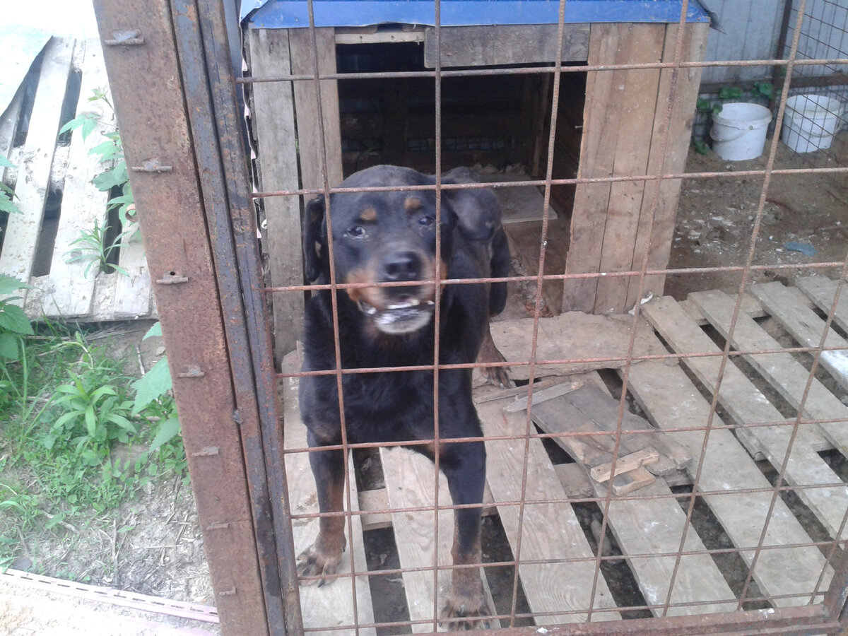 Франк. 2021г. Фото из личного архива