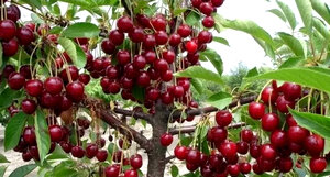 Каждый садовод желает культивировать у себя на участке черешню. Правильно подобранный сорт, наиболее подходящий для климатических условий в саду – половина успеха. Для тех, кто хочет получить ранний урожай, черешня Итальянка будет оптимальным выбором. Необходимо знать основные правила ухода за этим сортом, требования к почве и вкусовые качества плодов.