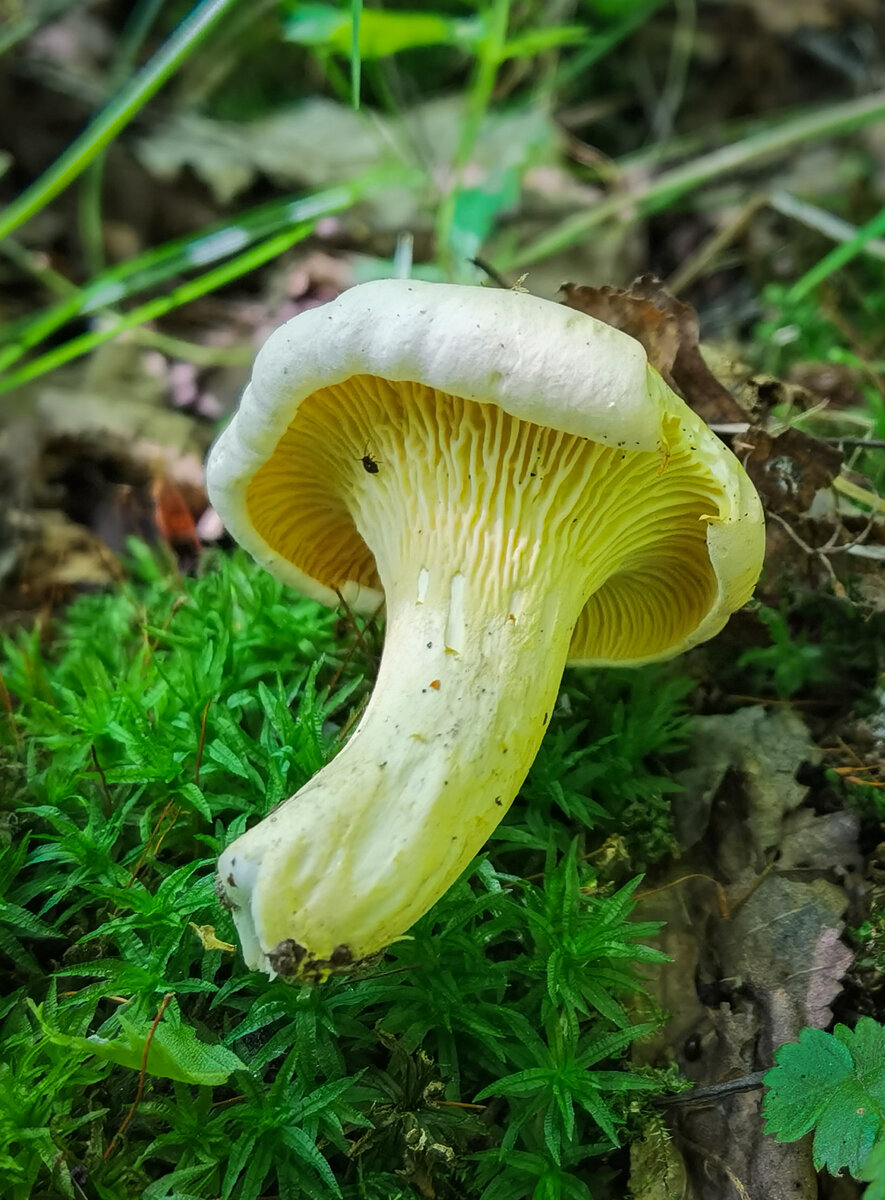 Cantharellus pallens
