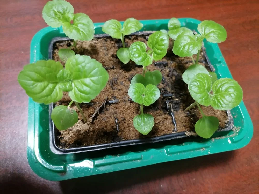 Рассада агератума на окне, фото автора