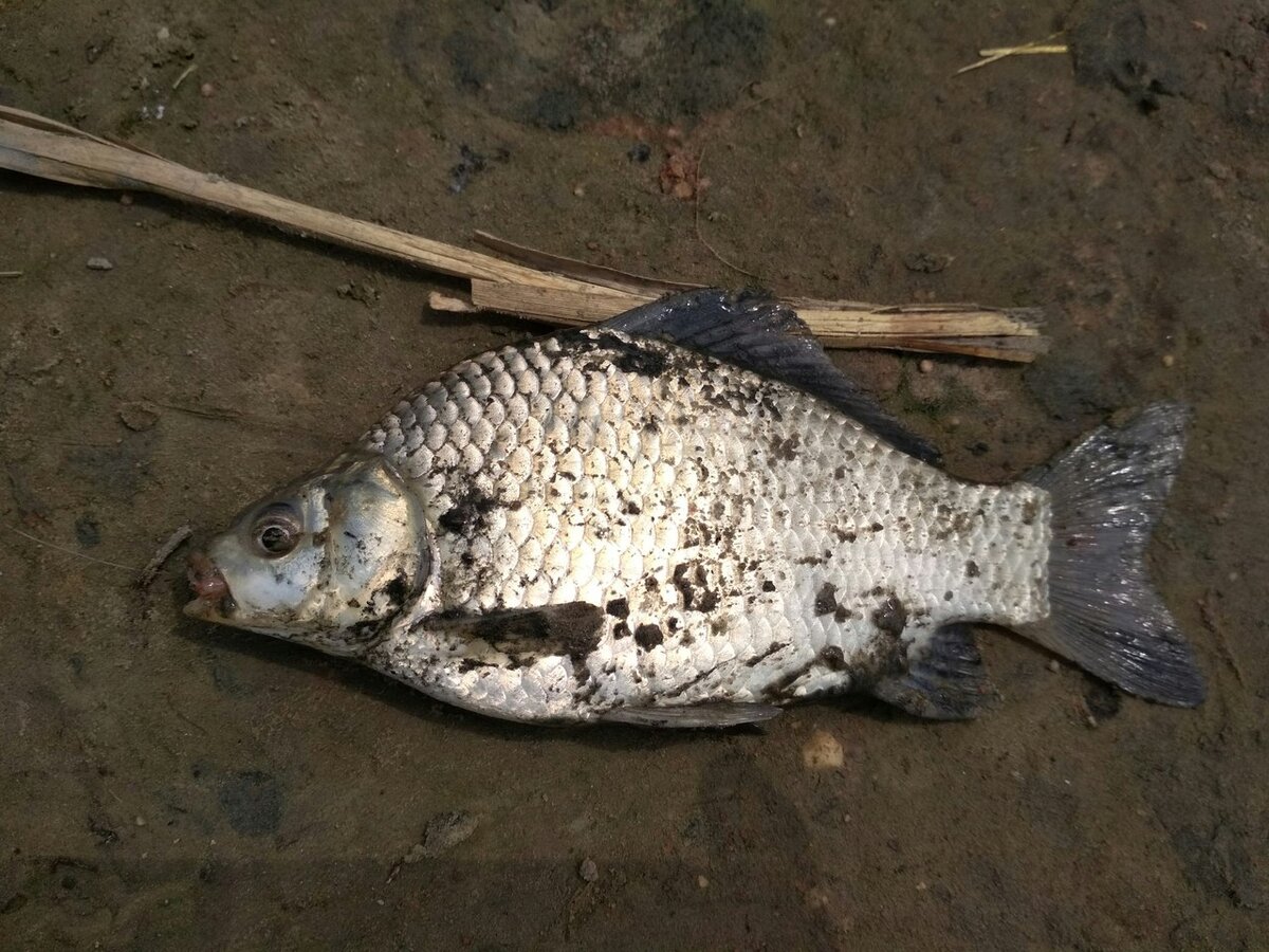 Карась серебряный - эндемик бассейна реки Амур и прилегающих районов.