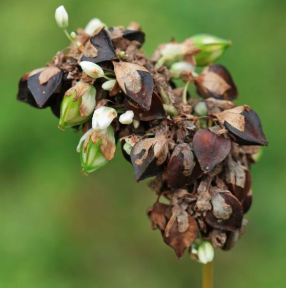 А вот так гречка поспевает. 