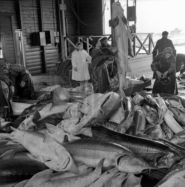 Источник Яндекс. 