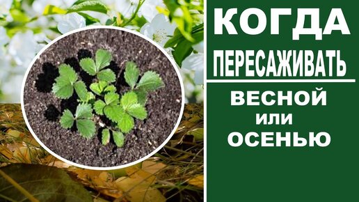 Посадка клубники. Когда лучше пересаживать клубнику ВЕСНОЙ или ОСЕНЬЮ