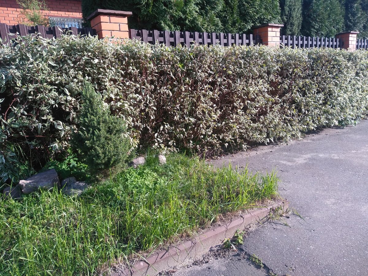 Бересклет Форчуна вдоль проезжей части. Авторское фото. Октябрь 2021 г.