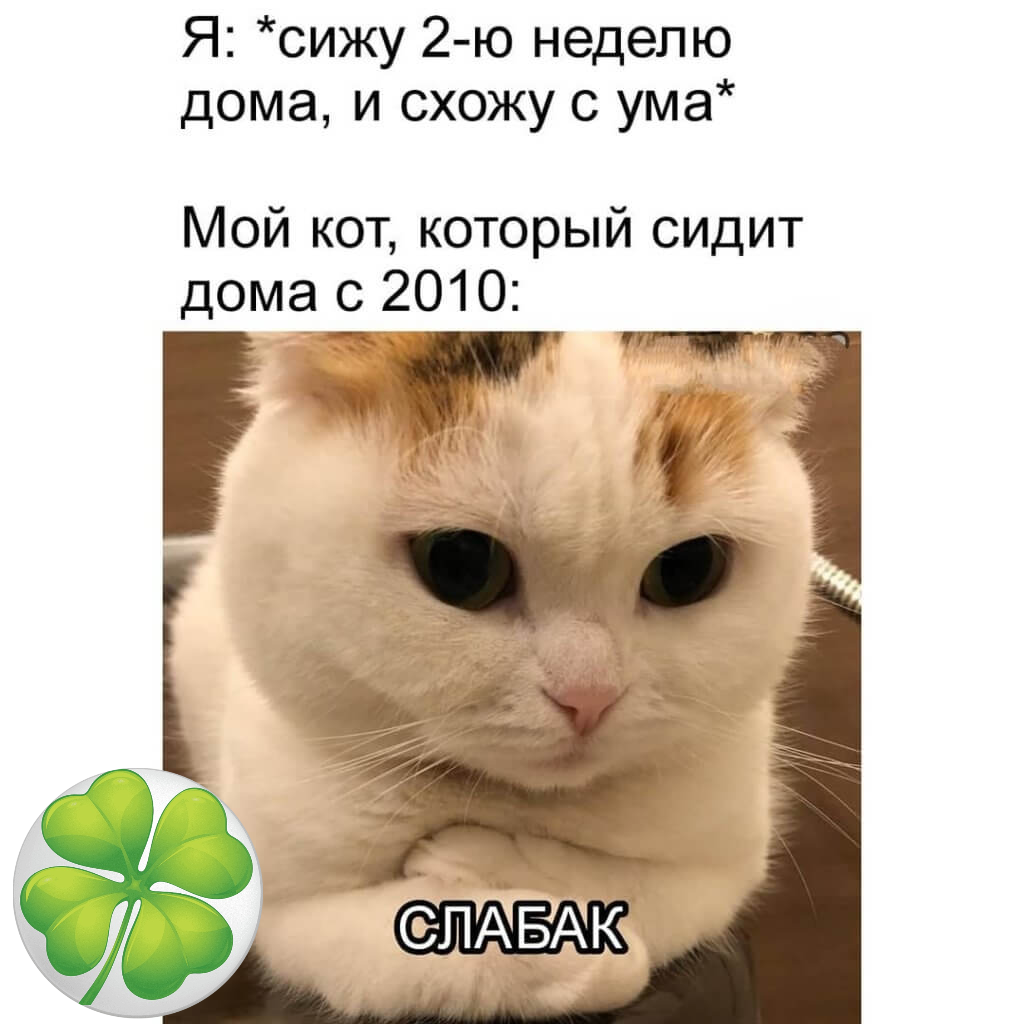 Картинки мем котэ
