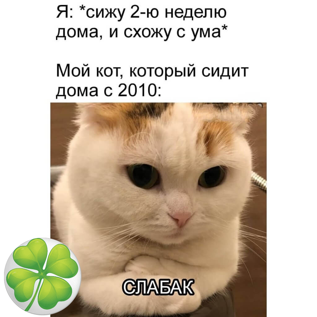 Кот отвечает. Мемы с котами. Мемы с котами и надписями. Мемы с текстом с котами. Мемы про котов с надписями.