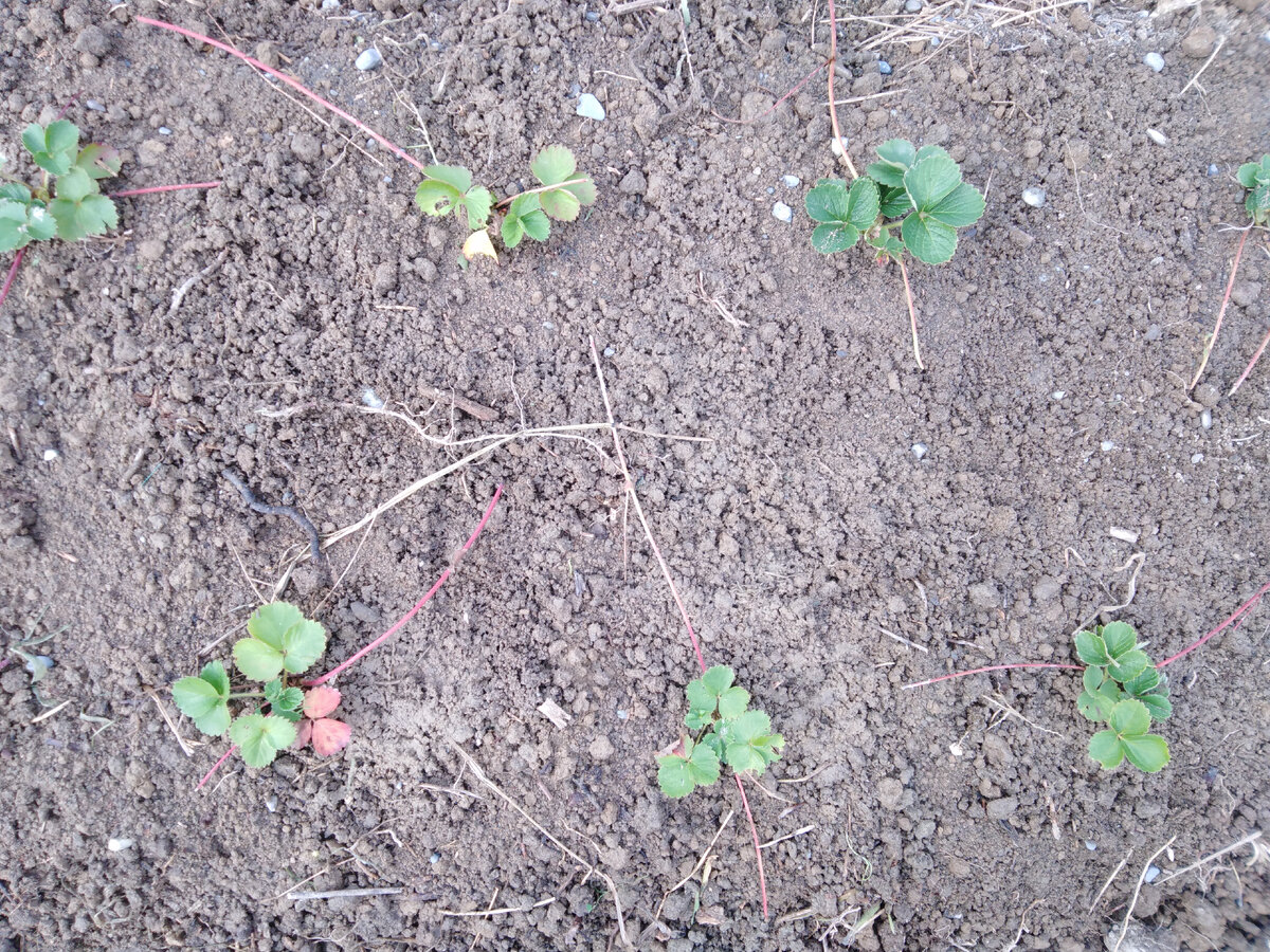 Продолжение клубничное плантации. 4-я грядка. 