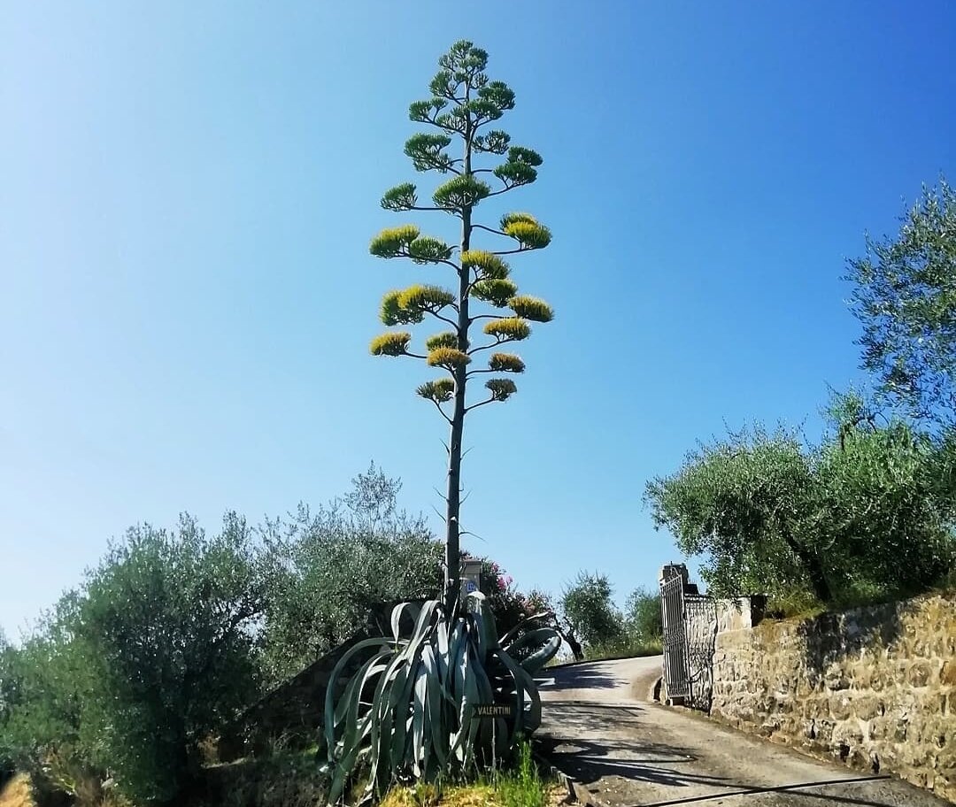 Расту я очень медленно и цвести начинаю не раньше, чем на 6 - 15 год. Мой цветок вырастает до 12 метров в высоту