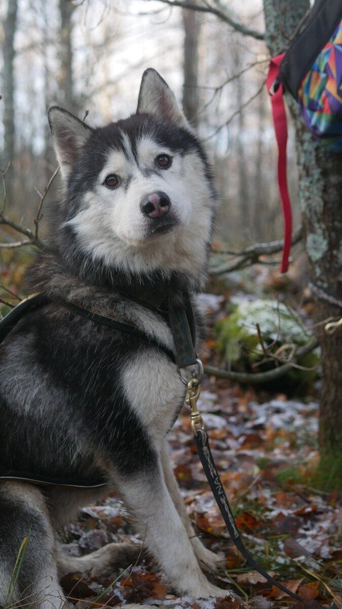 Наш Ом отдаем Бесплатно!