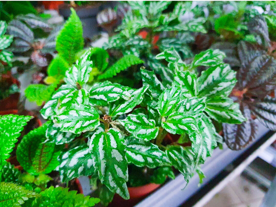 Pilea microphylla ‘Tricolor’