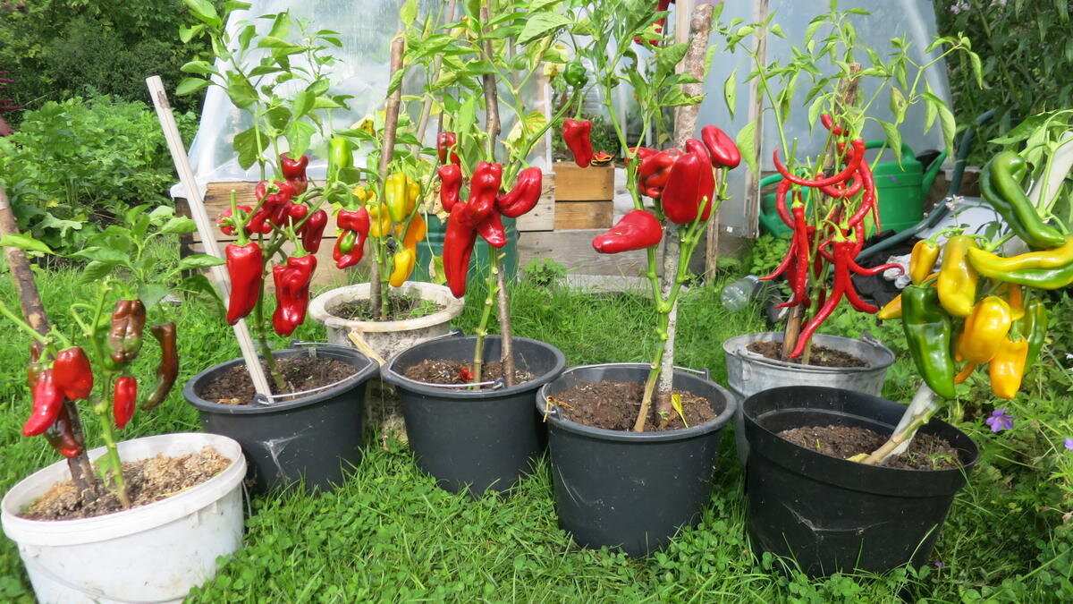 Так это выглядит. Источник: s.mediasole.ru 