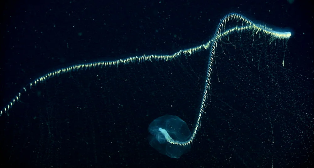 Самые тяжелые организмы. Медуза сифонофора. Гигантская медуза сифонофора. Сифонофора 46 метров. Praya dubia.