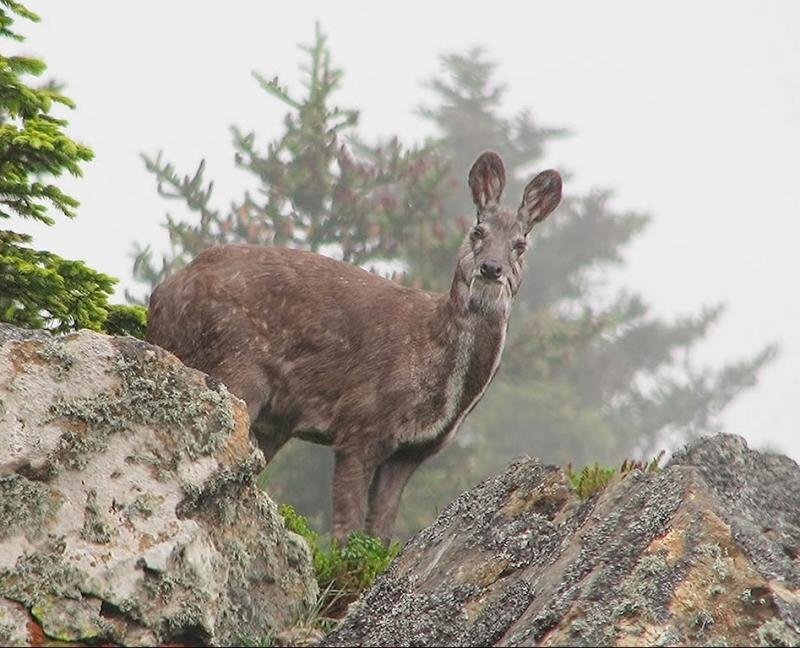 Сахалинская кабарга. Сибирская кабарга. Сахалинская кабарга Moschus moschiferus sachalinensis. Сибирская кабарга Алтай. Кабарга Байкальская.