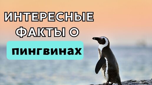 Интересные факты о пингвинах, которые вы, возможно, не знали