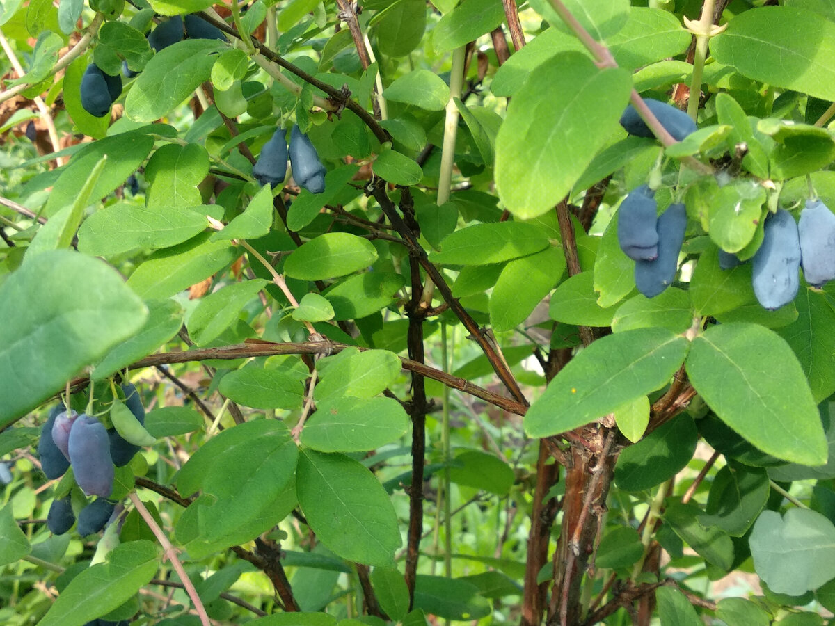 Жимолость любит солнце. На молодом кусте первые ягоды. Фото автора