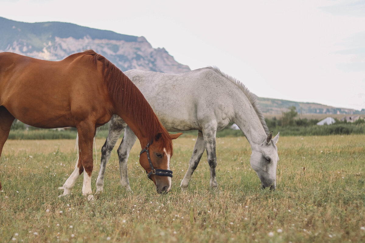 Основная причина заболеваний желудочно-кишечного тракта лошадей — это нарушение правил и норм кормления.