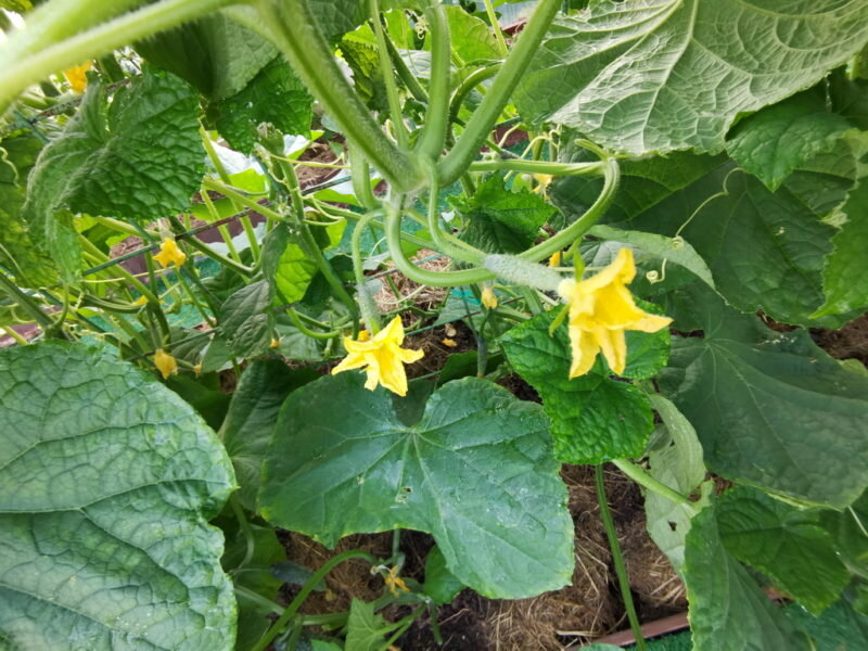 Огурцы. Иллюстрация для статьи используется по стандартной лицензии ©ofazende.com