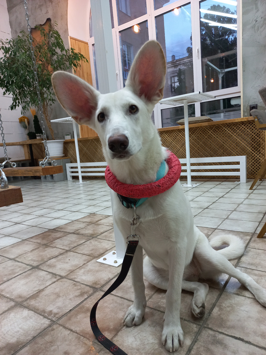 Ушастик в кофейне