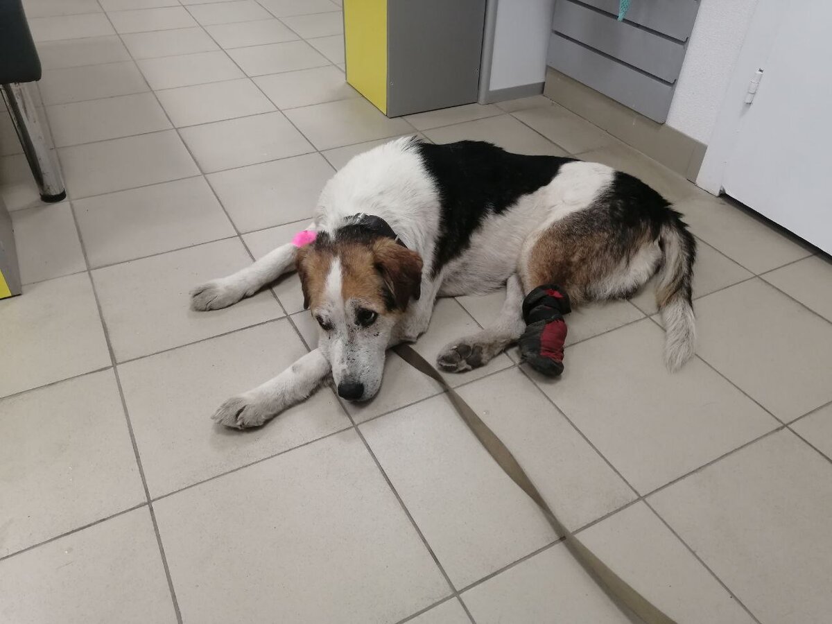 Хотелось бы, чтобы Бушуй стал популярным псом. Символом желания жить. 