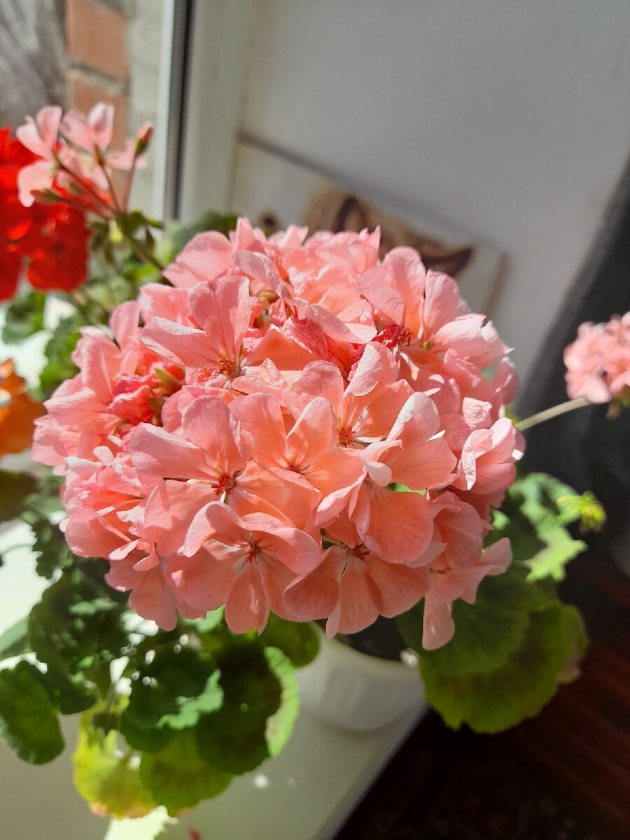 Пеларгония зональная Multibloom Salmon (фото автора)