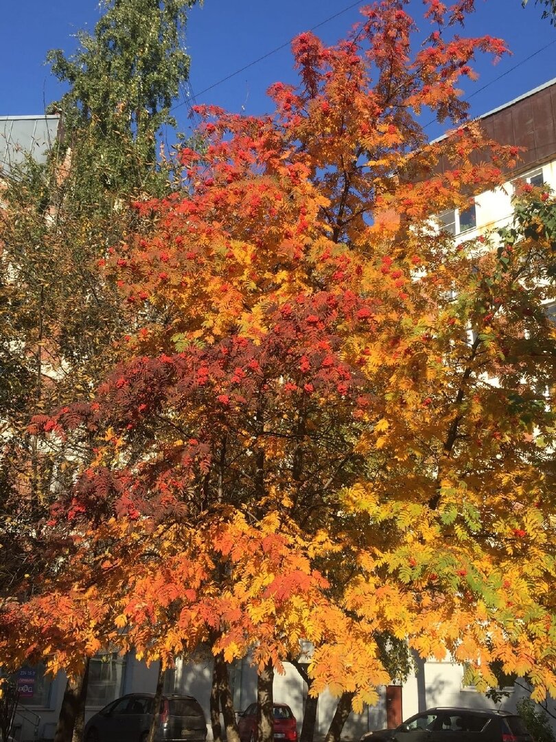 Авторская фотография. Санкт - Петербург , осень 2021 года