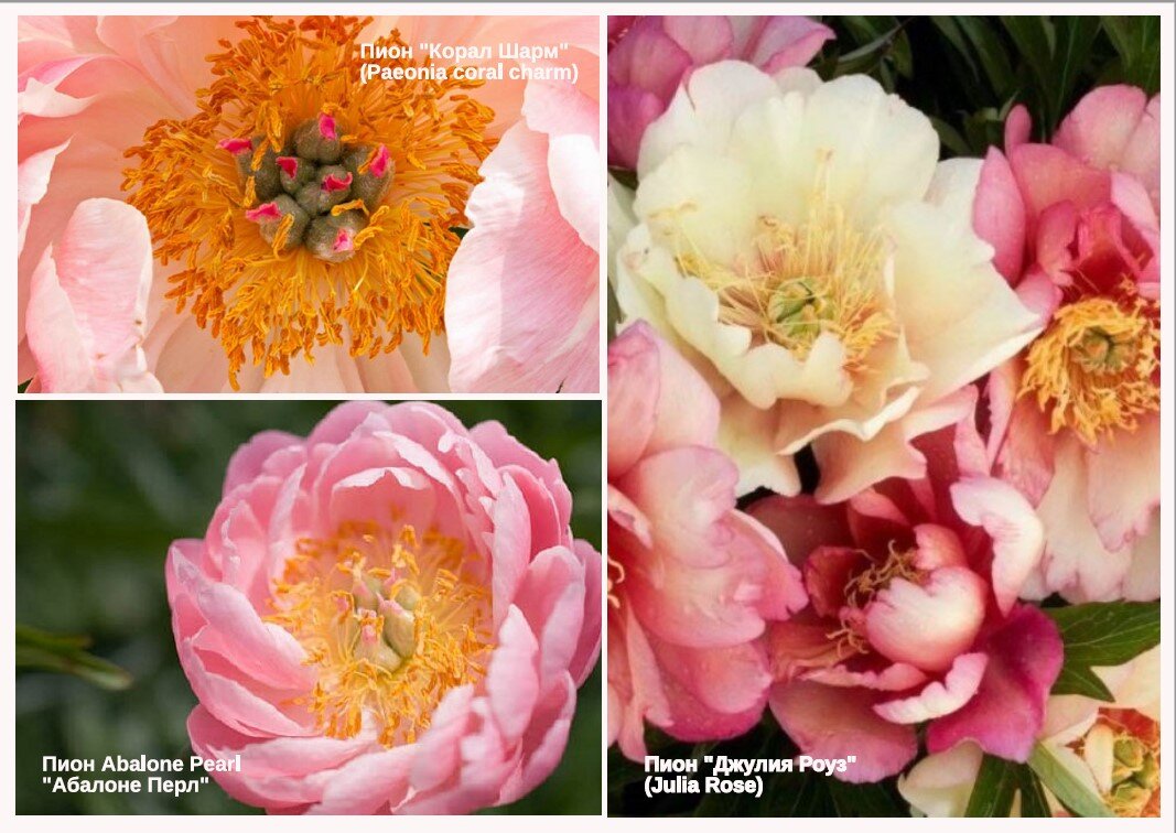 Пион "Корал шарм", пион "Абалоне Перл", пион "Джулия Роуз"