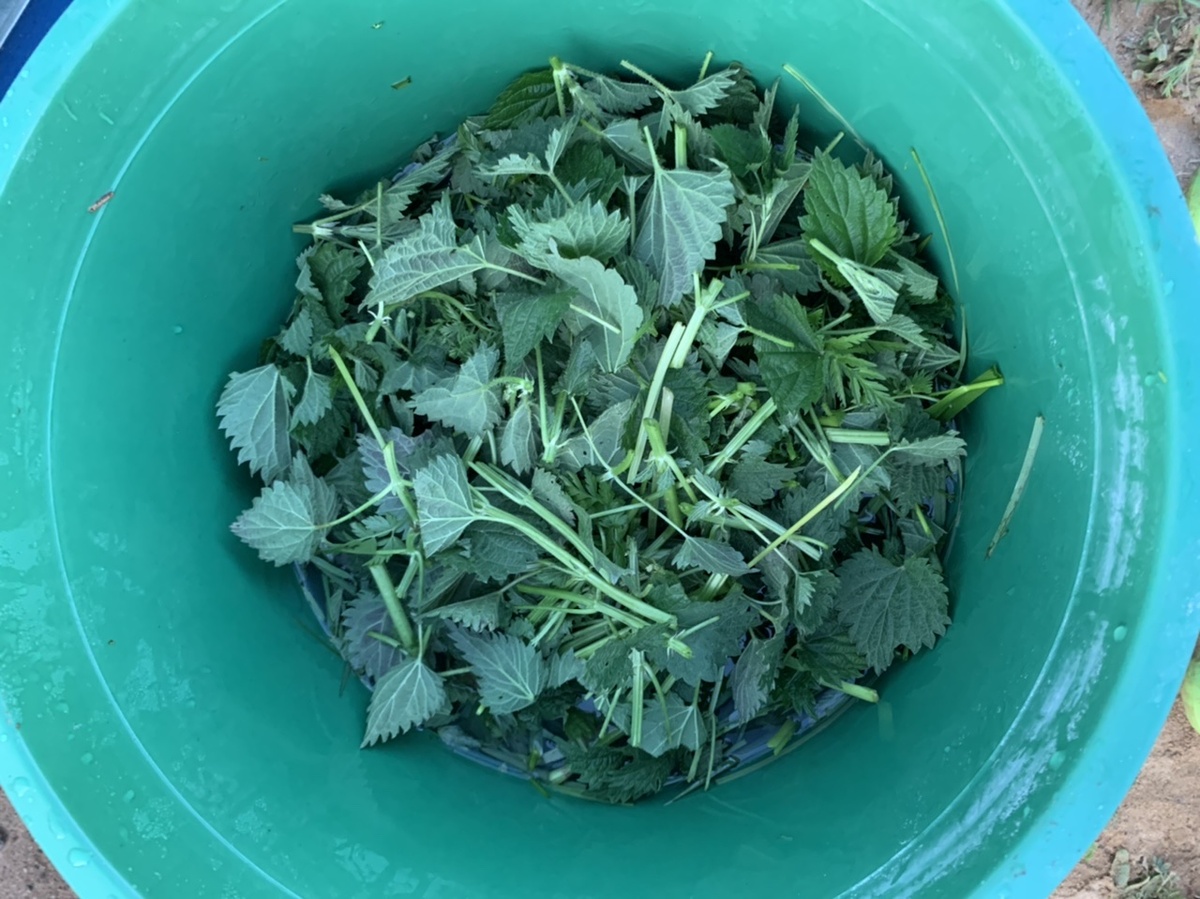 Крапиву срезала в перчатках. Все равно все руки обожгла. Вспомнила давно забытые ощущения из детства. 