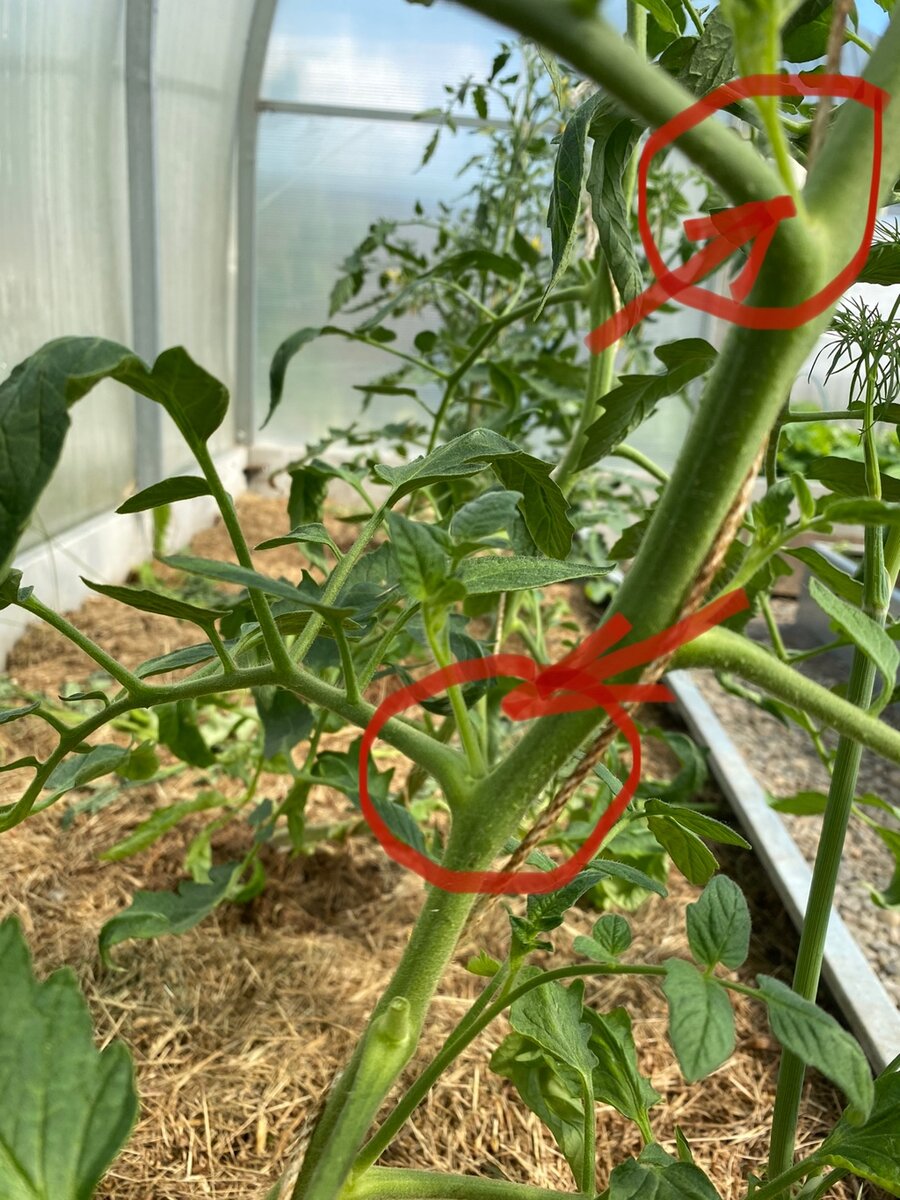 Пасынки у томатов