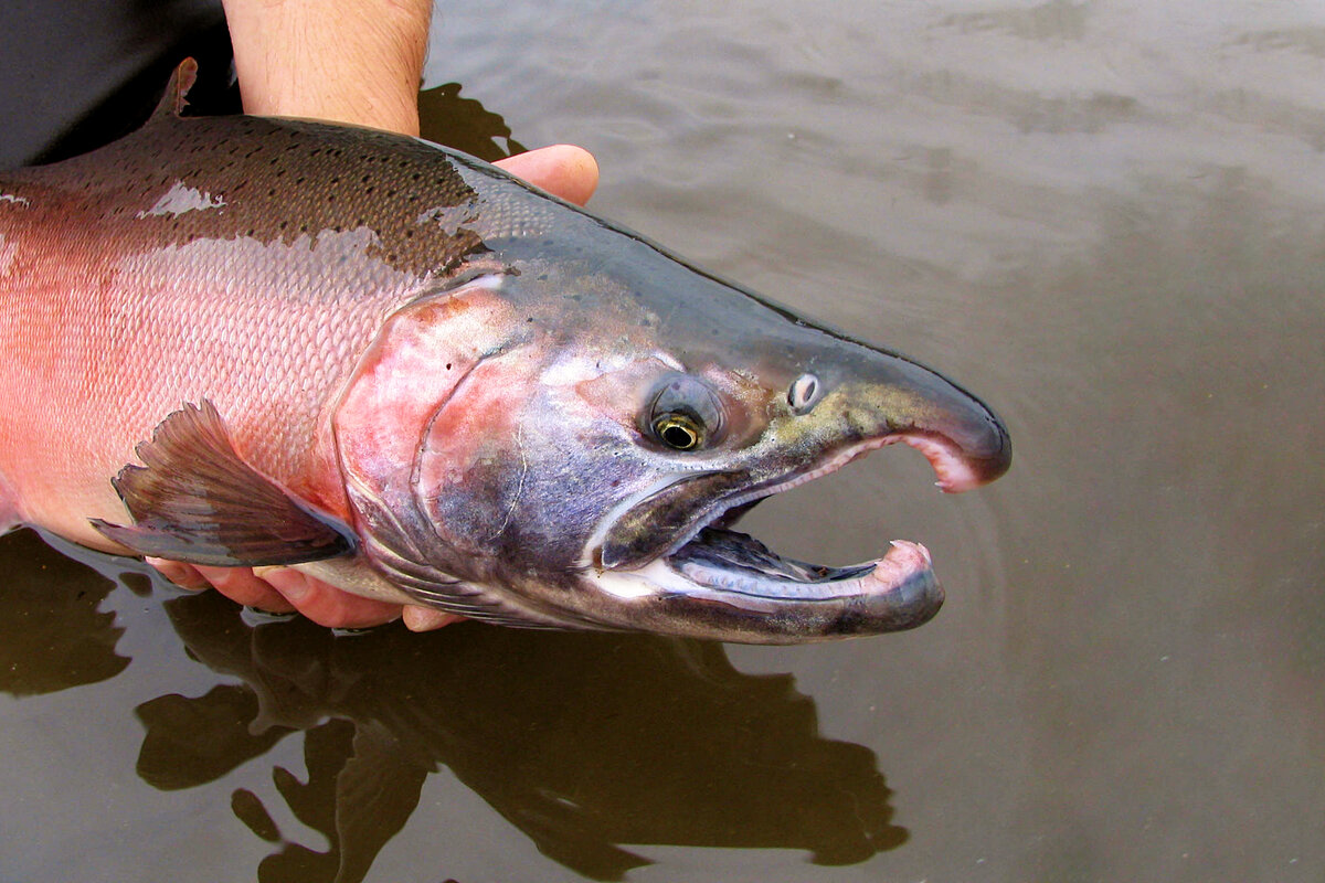 Где водится семга. King Salmon (Chinook). Кинг Салмон рыба. Канадский лосось.