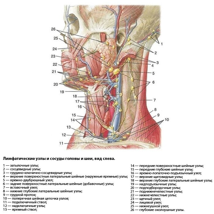Лимфоузлы внутри. Лимфоузлы шеи схема вид спереди. Шейные яремные лимфоузлы. Латеральные лимфатические узлы шеи. Анатомия шеи человека лимфоузлы.