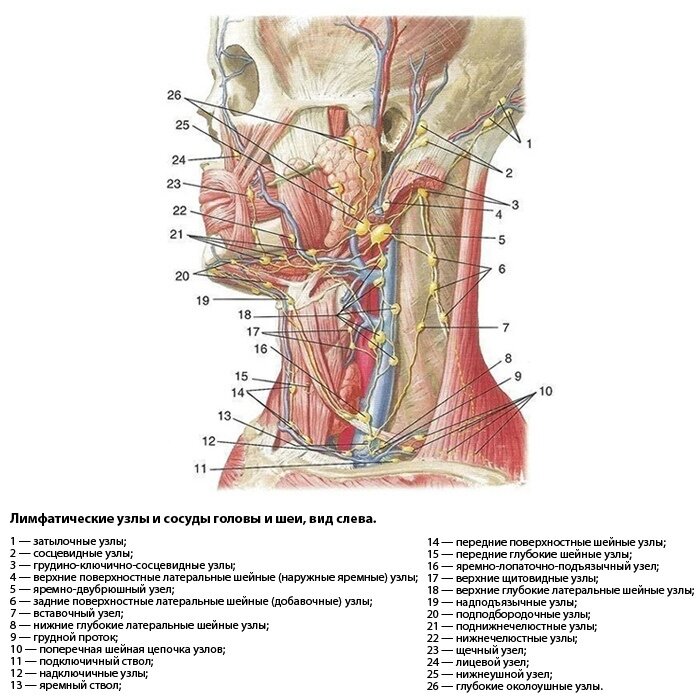 Лимфоузлы шея схема