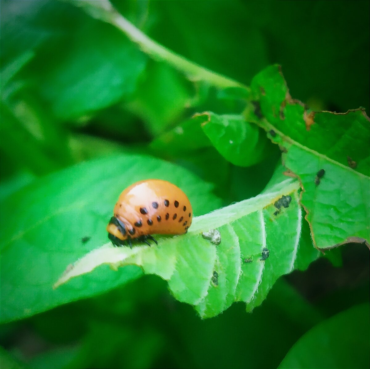 Личинка колорадского жука