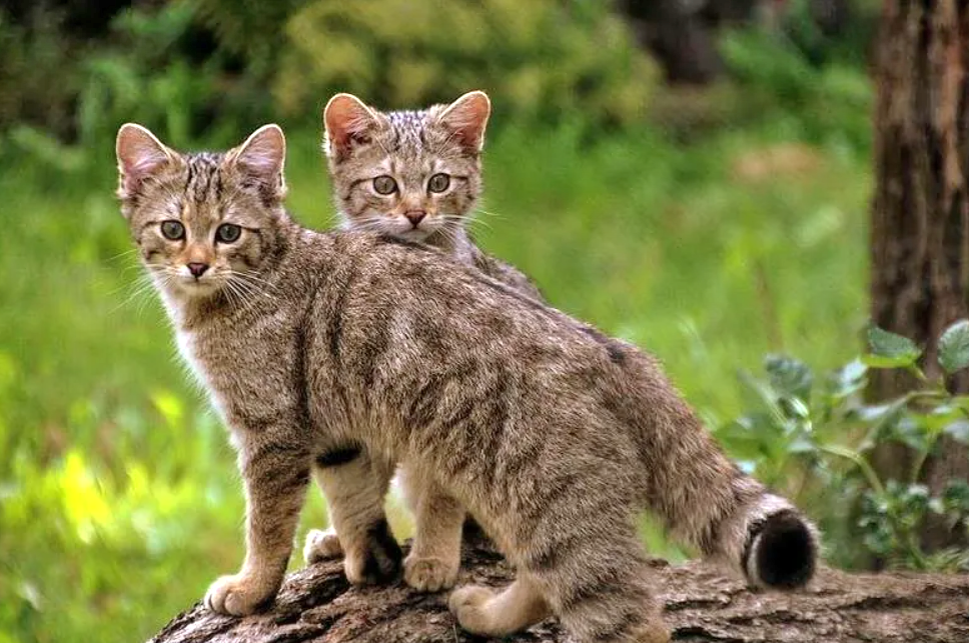 Кошки какие сильные. Европейская Дикая Лесная кошка. Европейский дикий Лесной кот. Лесная кошка (Felis Silvestris). Европейский Лесной кот котенок.