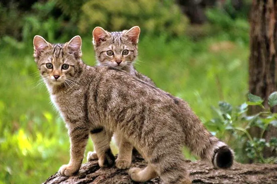 Wildcat. Европейский дикий Лесной кот. Лесная кошка (Felis Silvestris). Среднеевропейский Лесной кот. Дикая кошка Фелис Сильвестрис.