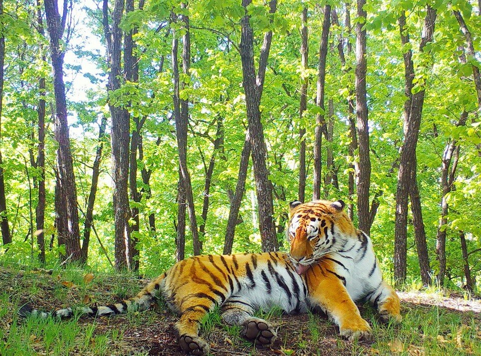     Снимок полосатого с фотоловушек. Фото: ФГБУ «Земля леопарда»