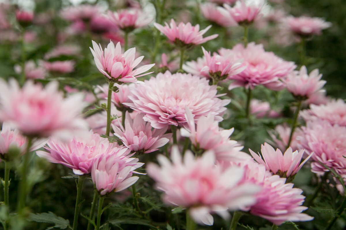 Хризантема «Розовая кустовая». Фото: ГМЗ «Царское Село»
