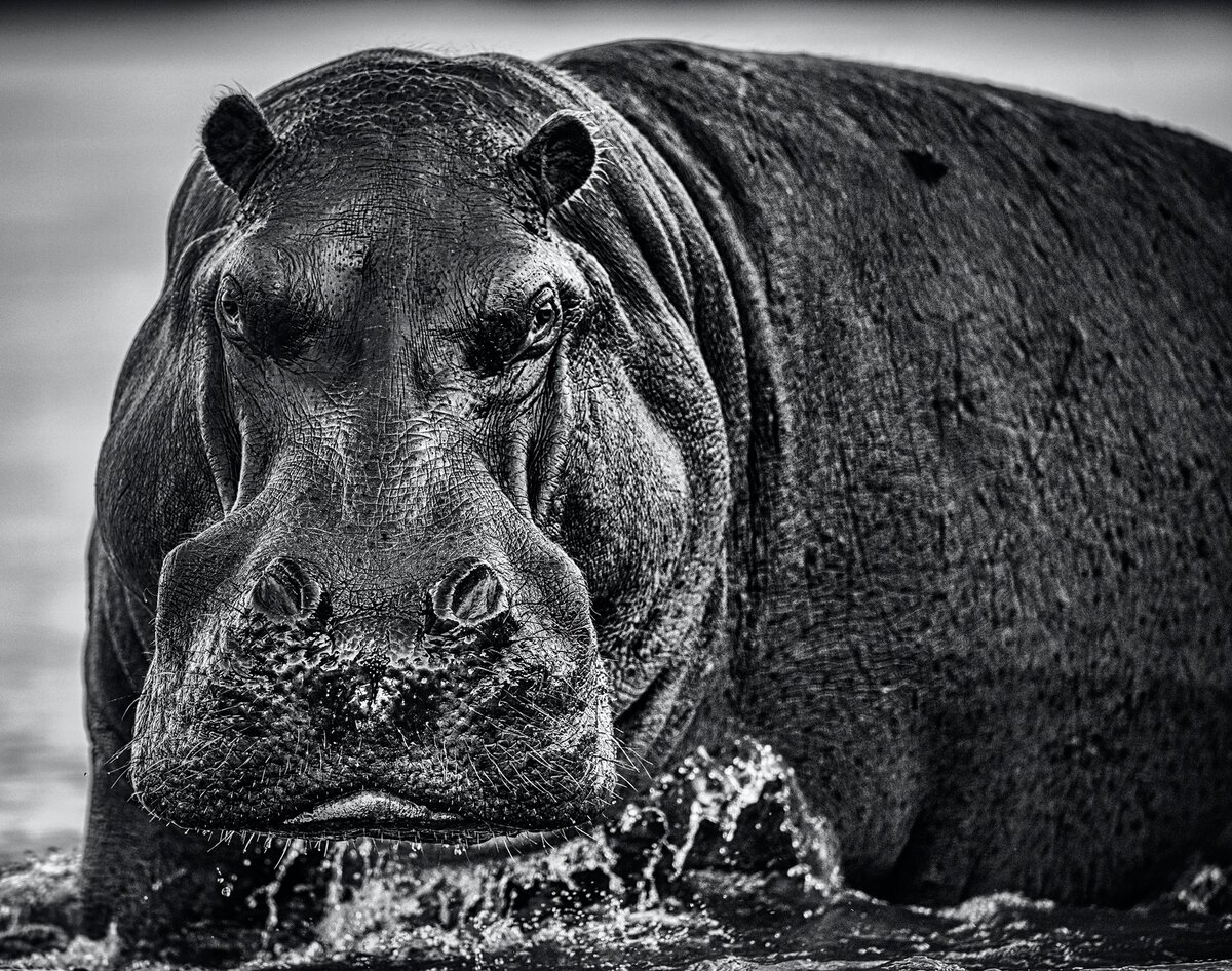  David Yarrow Photography /    / * 1966 (      )