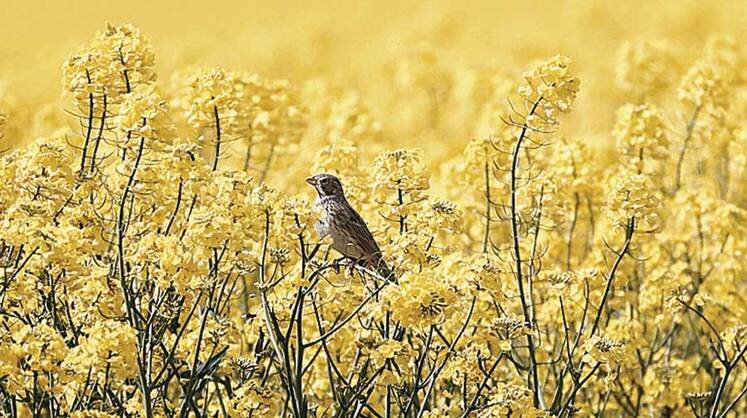    TASS Ждите рапсовое масло по-красноярски