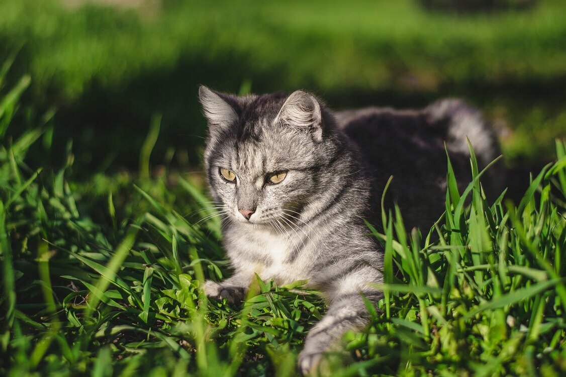     Какие кошки склонны к глухоте: интересные факты о кошачьих, которые нужно знать, перед тем как завести питомца