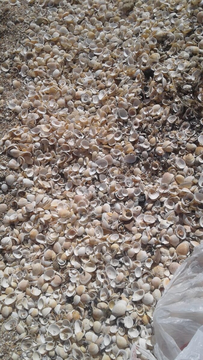 Ракушечный пляж в районе Курортного.