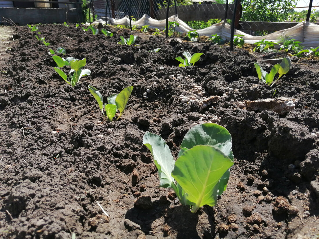 Вот моя капуста, осталось ещё мульчу положить